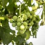 Quinta Do Pomar Pomar Farm