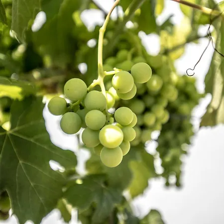 Quinta Do Pomar Pomar Farm