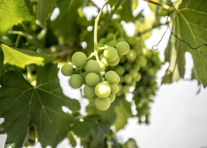 Quinta Do Pomar Pomar Farm